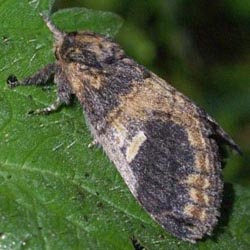 Notodonta tritophus Notodonta tritophus